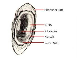 gambar endospora