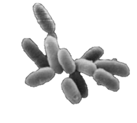Read more about the article Mengenal Archaebacteria dan Eubacteria