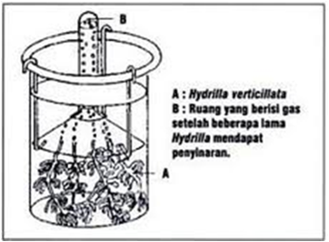Percobaan Engelmann