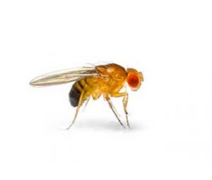Read more about the article Mengamati Perkembangan Lalat Buah (Drosophila melanogaster)