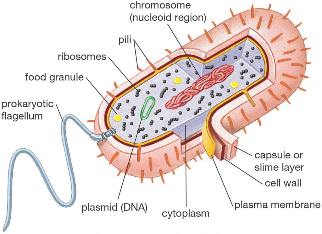 struktur_bakteri